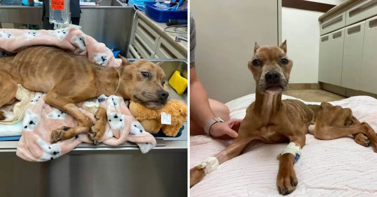 De la oscuridad al calor de un abrazo, este perrito encontró esperanza cuando más lo necesitaba.