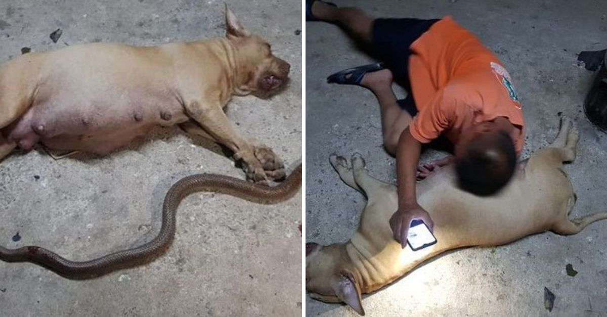 Con el instinto de una madre y el corazón de una heroína, la pitbull protegió a la niña, olvidando su propio dolor.