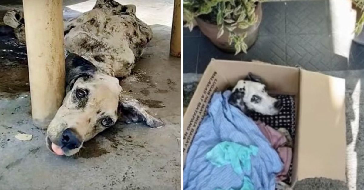 Hambrienta y sola, la perrita sigue esperando en la puerta del hotel, creyendo que sus dueños volverán con el amor que le negaron.