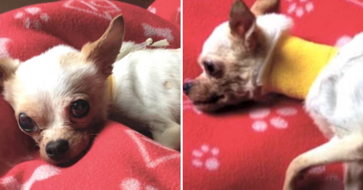 A pesar del abandono y el sufrimiento, la perrita luchó con valentía, encontrando finalmente un hogar lleno de amor y esperanza.