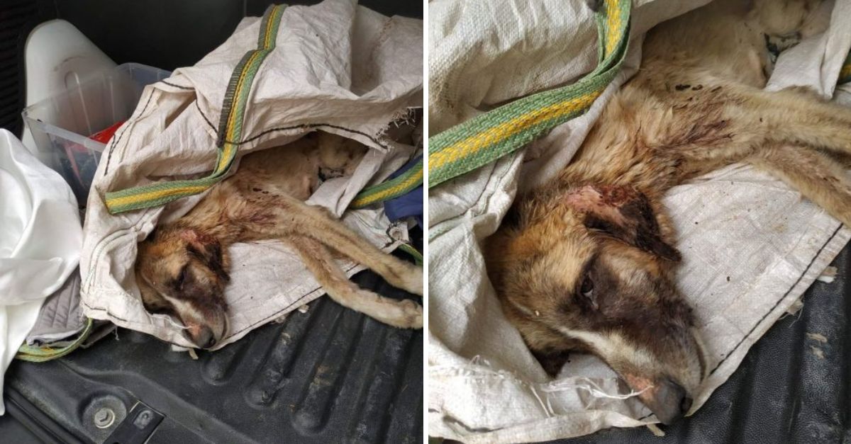 Entre los escombros y el silencio, aquel suave grito de auxilio iluminó los corazones, impulsándolos a no rendirse hasta salvarlo de la oscuridad.