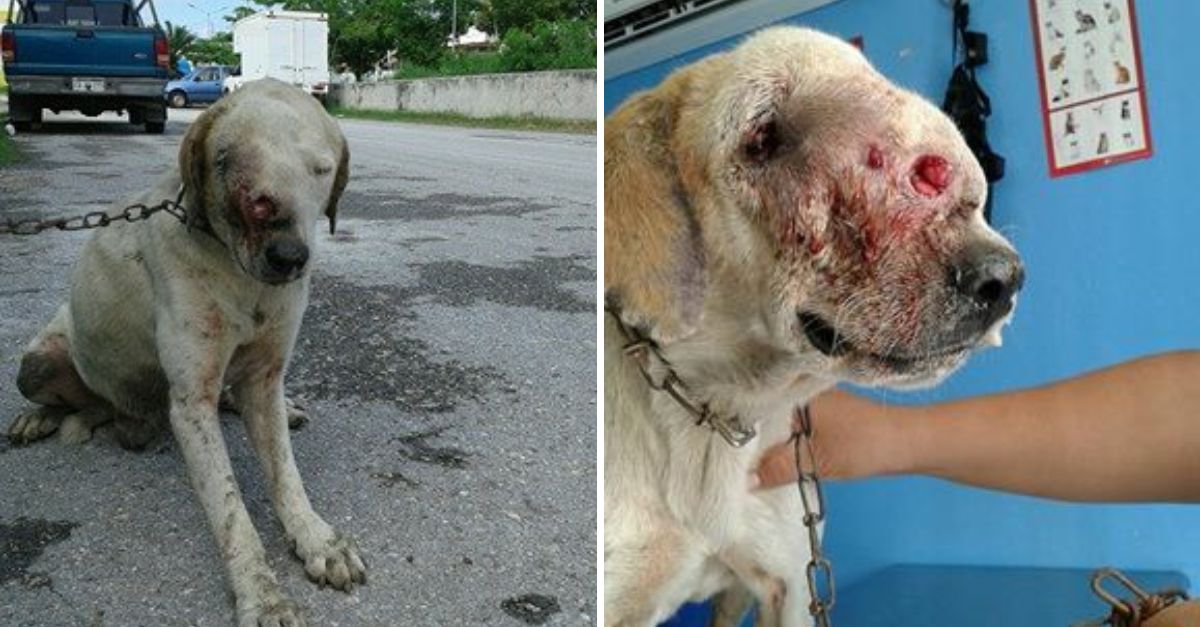 He was moments from being sacrificed, but one woman’s unwavering love gave him a second chance at life and hope.