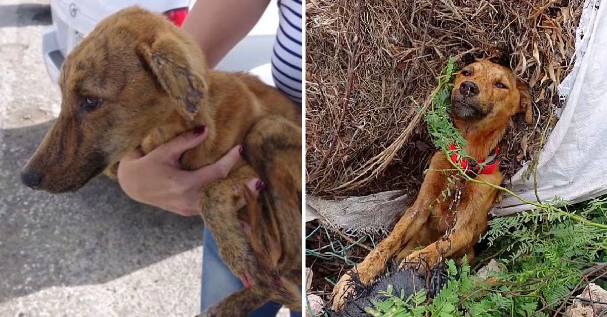 Abandonado en el frío sendero, el perrito encontró en un abrazo desconocido el consuelo y la alegría que su pequeño corazón anhelaba.