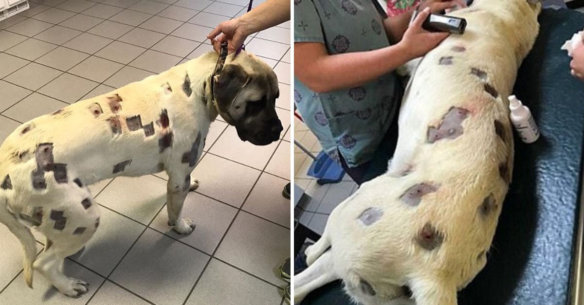 They thought they were just insect bites, but the puppy’s wounds told a heartbreaking story of cruelty and survival.