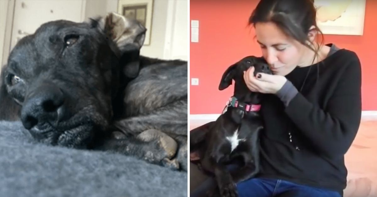 After nine long years of lonely waiting, the dog’s weary heart finally soared as a loving foster home opened its arms in a miracle of hope.