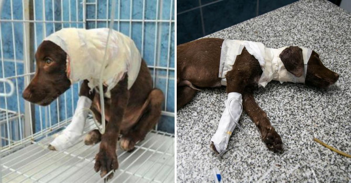 La historia de Chocolate, el perrito despellejado sin piedad, rompe corazones y clama justicia con cada lágrima derramada.
