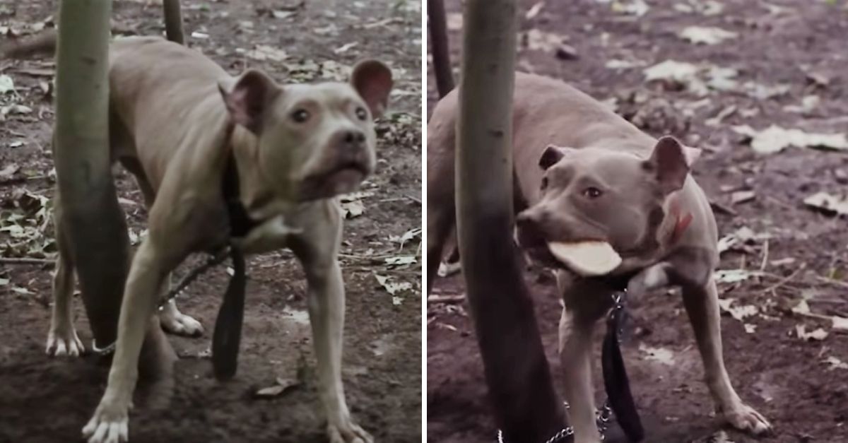 Atada y Olvidada en el Bosque, una Pit Bull es Rescatada y su Pasado Rompe el Corazón