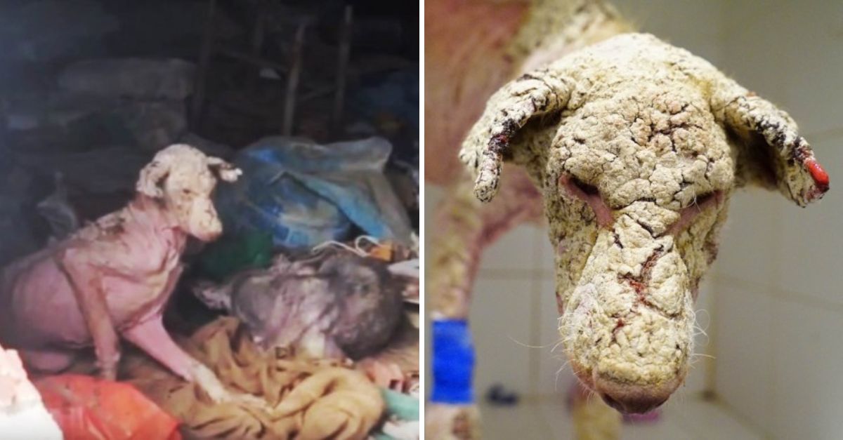 DESGARRADOR: Una madre valiente dio su vida por salvar a su cachorro, dejando al equipo de rescate entre lágrimas.