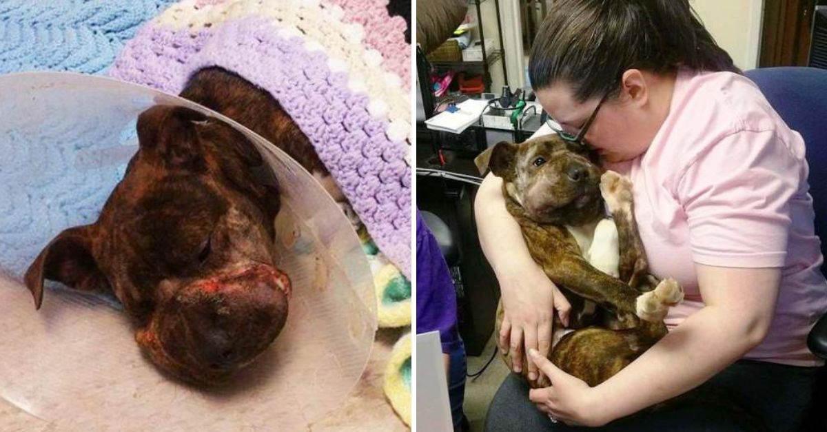 Robin was found with his legs and snout tied—his miraculous survival left rescuers in utter disbelief and heartbreak.