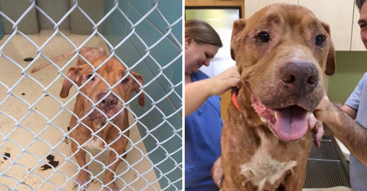 Él es Rudolph, luchó por su vida y justo antes de Navidad recibió el milagro que tanto necesitaba.