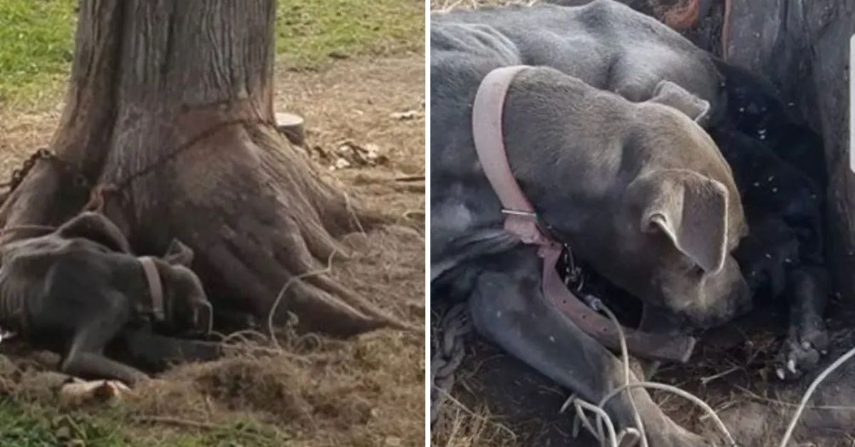 Encadenada para morir, esta perrita les dio una lección de amor que jamás olvidarán.