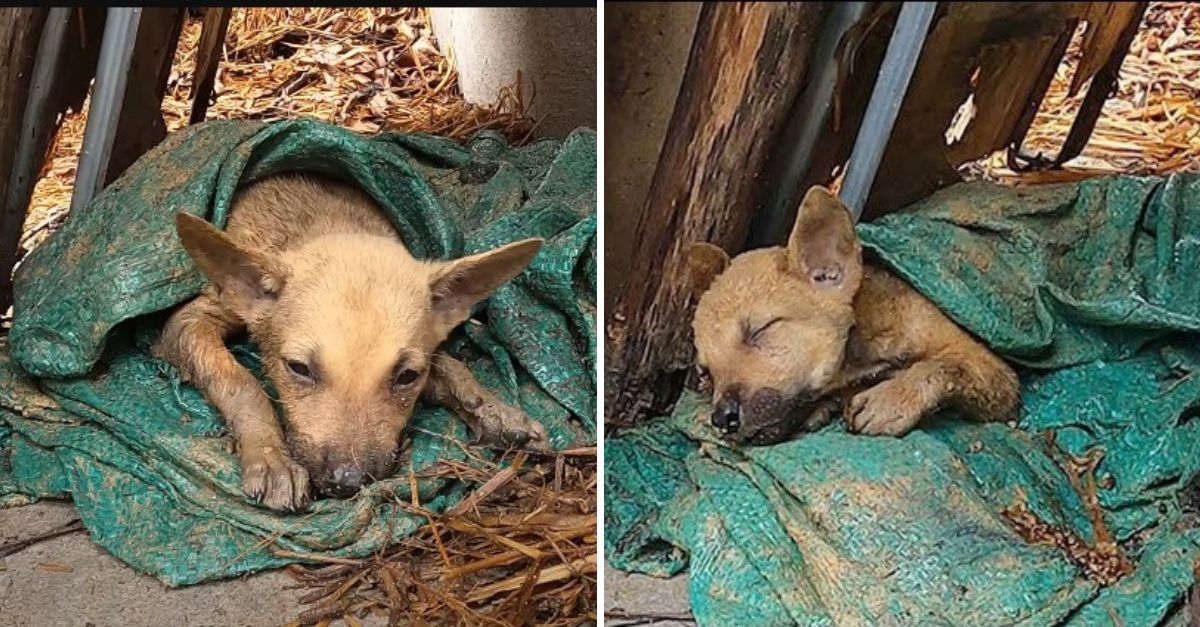En la helada casa en ruinas, temblaba cubierta por su vieja camisa, mientras los escalofríos sacudían su frágil cuerpo.