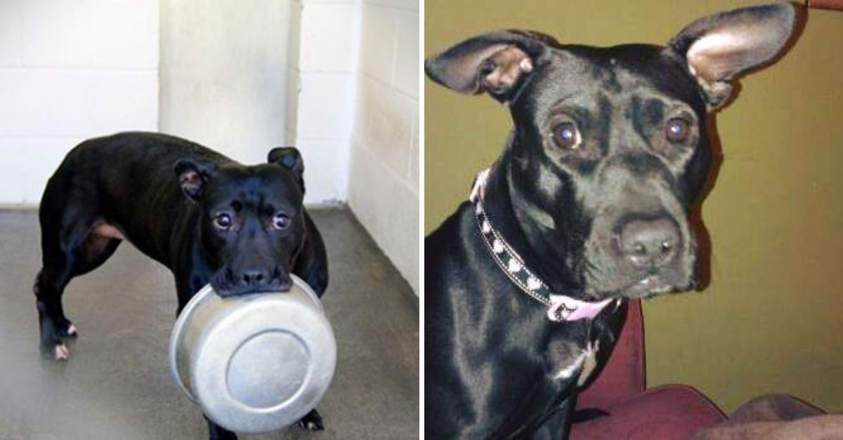 After four long years, the sweet pup finally found love, proving she was never “bad”—just misunderstood and waiting.