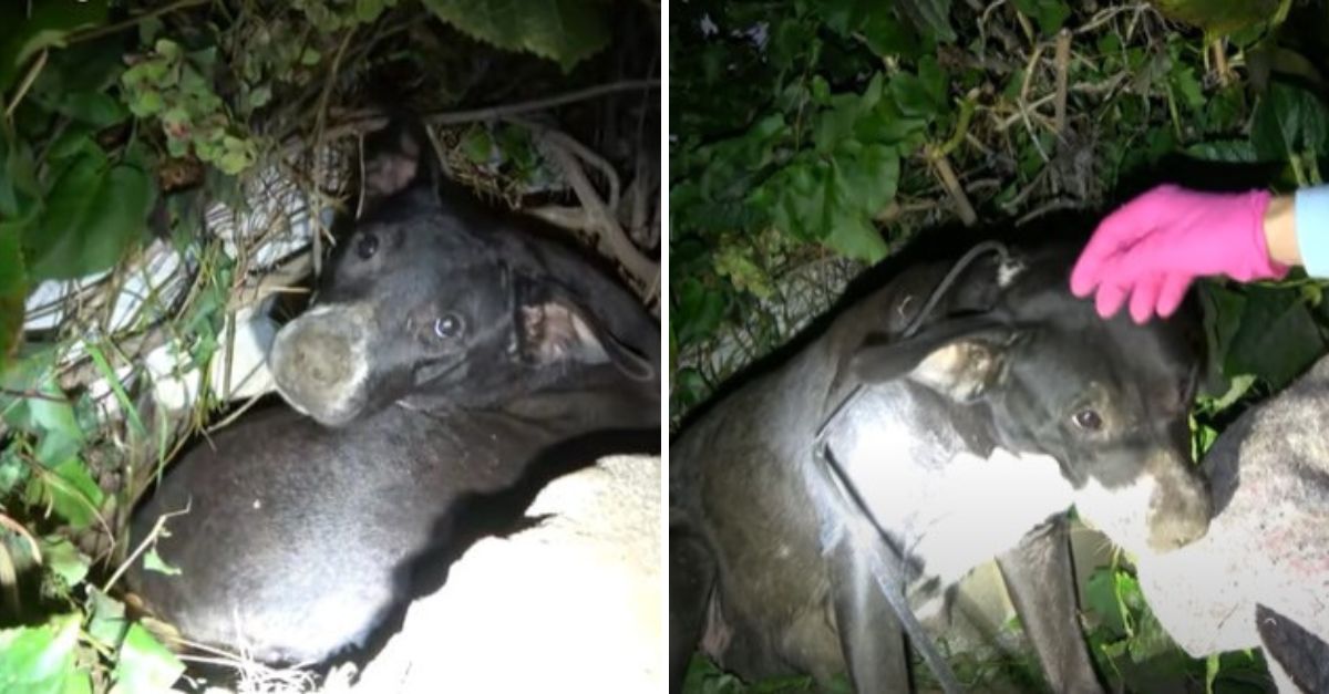 With trembling paws and tearful eyes, the mother dog curled around her puppies, vowing to protect them with every breath she had.