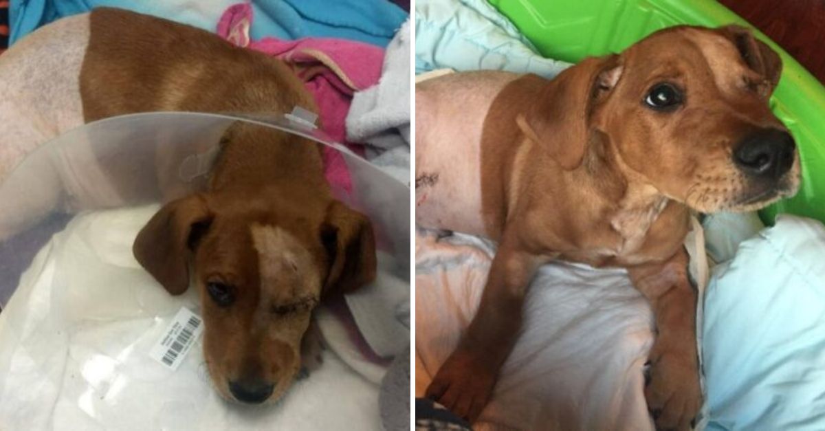 Left alone and confused, the little dog waited faithfully—until tragedy struck, ending his story just hours after the love he’d known vanished.