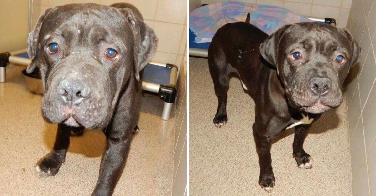 Behind Those Sad Eyes Was Endless Love — This Dog Finally Got the Ending It Deserved