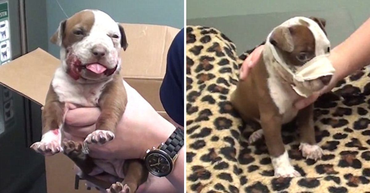 After surviving a brutal attack by his mother, the tiny puppy made a miraculous recovery—and finally found a loving home.