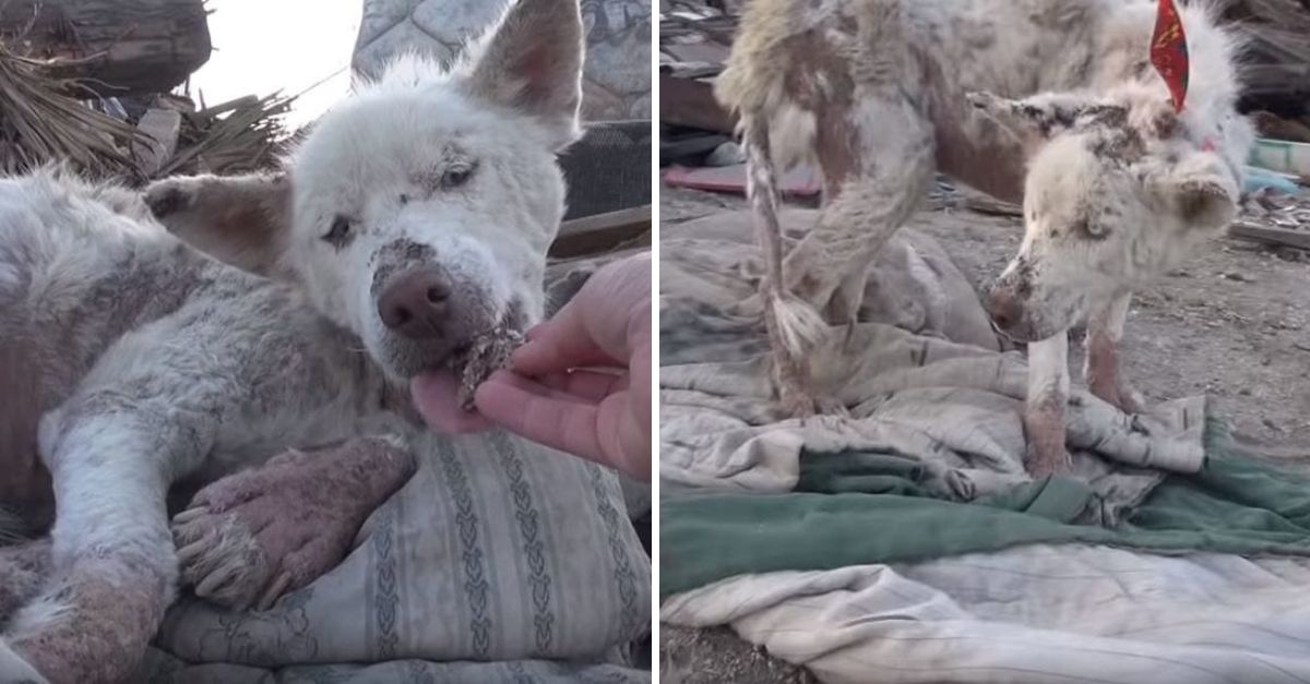 De ser un alma herida en las calles, pasó a ser el guardián fiel de un cachorro que necesitaba amor.