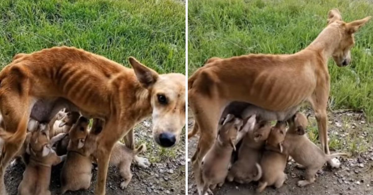 Skin and bones, yet full of love, she fought to feed her babies—now, kindness is feeding them all.