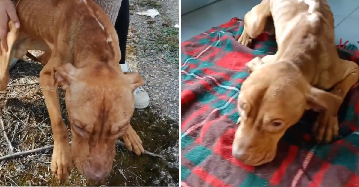Temblando de miedo y frío, el pequeño cachorro fue hallado junto a la maleta roja, esperando, sin saberlo, un milagro de amor.