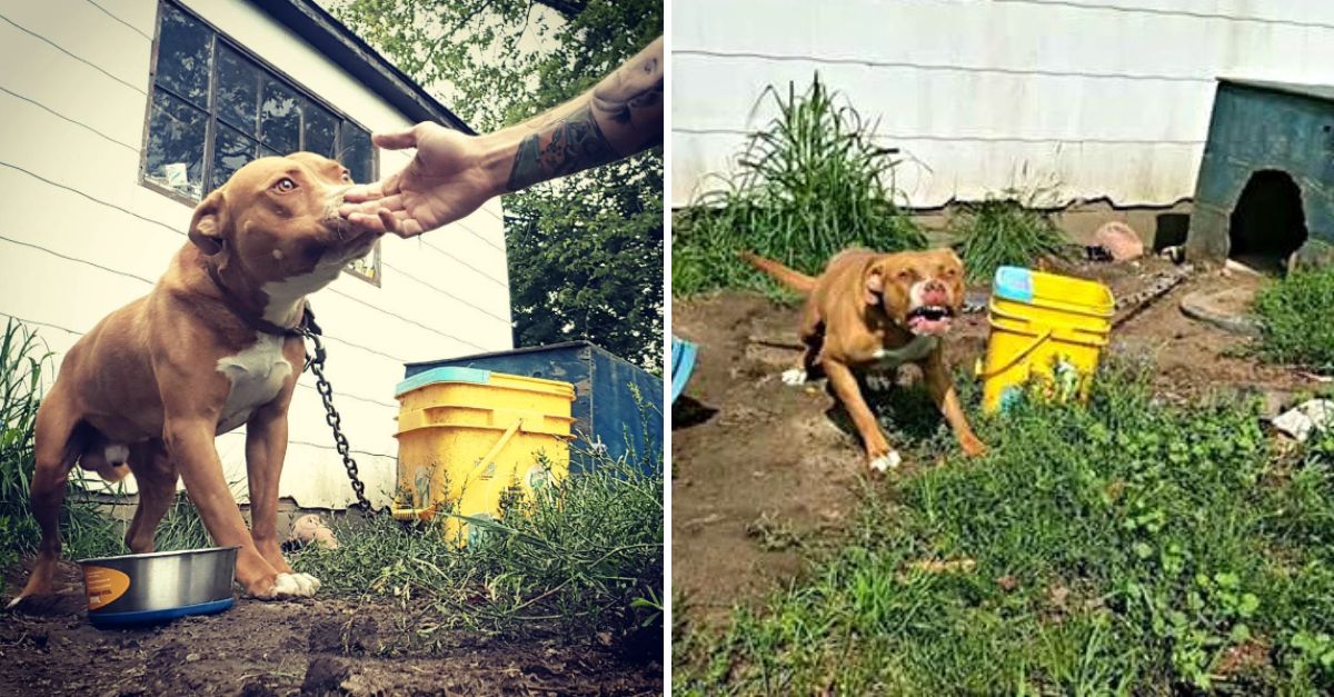 Al sentir la libertad por primera vez, el pitbull temido como agresivo mostró ternura pura, conmoviendo hasta las almas más duras.