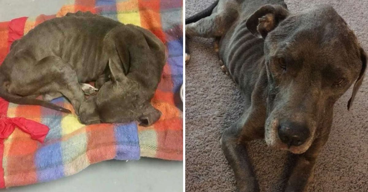 Lanzado como si no valiera nada, pero el amor le devolvió la vida y las ganas de confiar nuevamente.