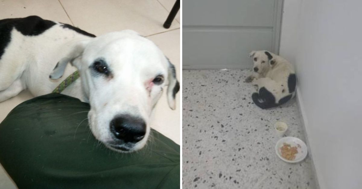 “Wandering Cloud”: The Loyal Dog Who Waits Forever, Clinging to a Love That Time Cannot Erase