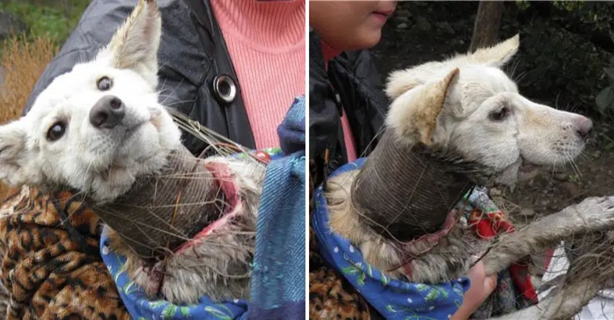 Atrapado y sin poder respirar, este perrito luchaba por su vida hasta que unos héroes acudieron en su rescate.