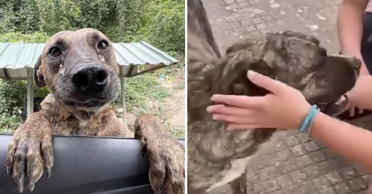 Con la mirada llena de súplica, la perrita embarazada saltó al coche, aferrándose a su última esperanza de vivir.