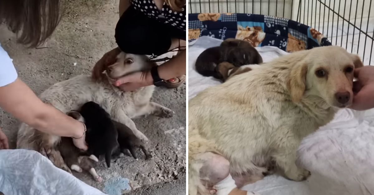 An injured dog does her best to care for her newborn puppies, despite her own struggles and pain.