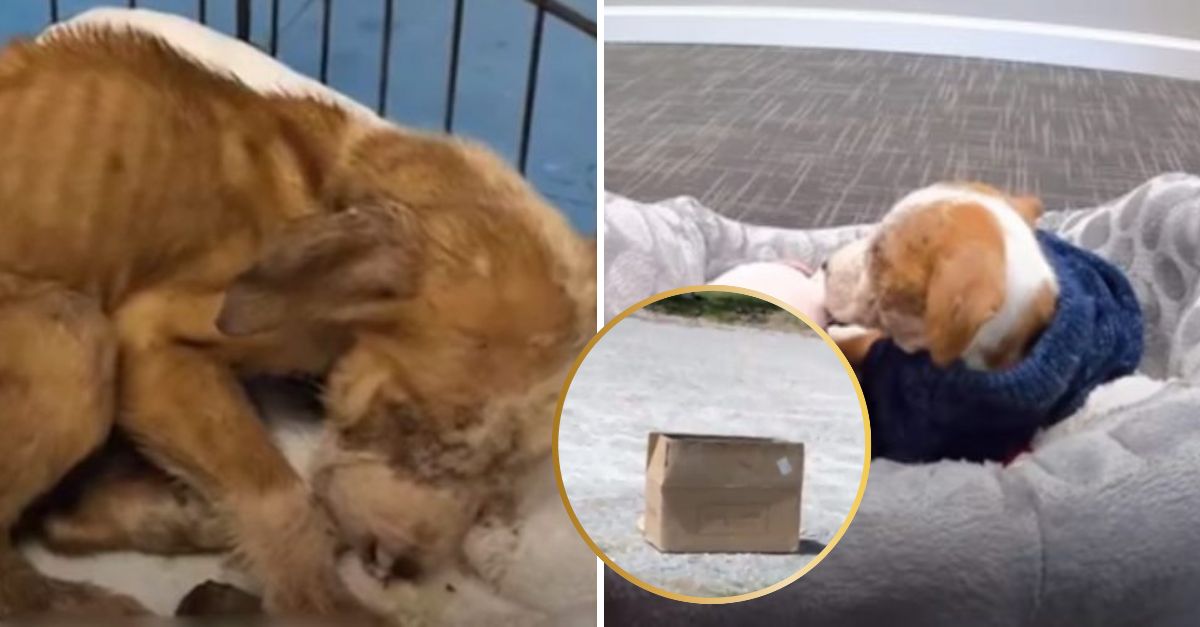 Con lágrimas en los ojos, el perrito miraba la distancia, sin entender por qué su dueño lo dejó en una caja.
