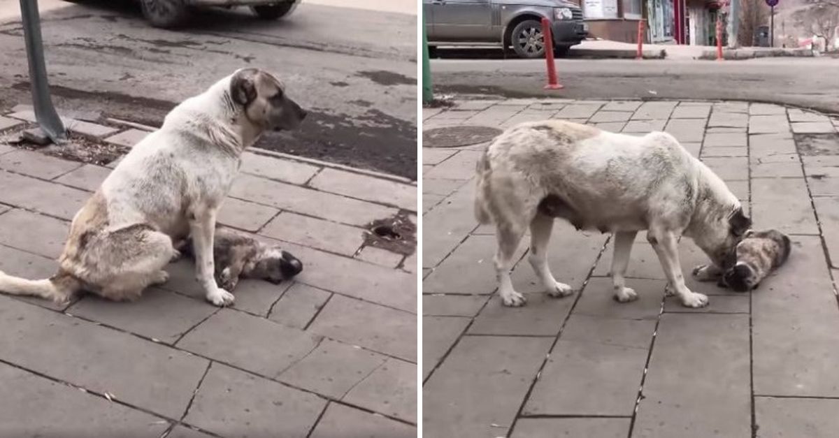 With eyes full of sorrow, the mother dog sat beside her lifeless puppy, her silent vigil breaking the hearts of all who passed.