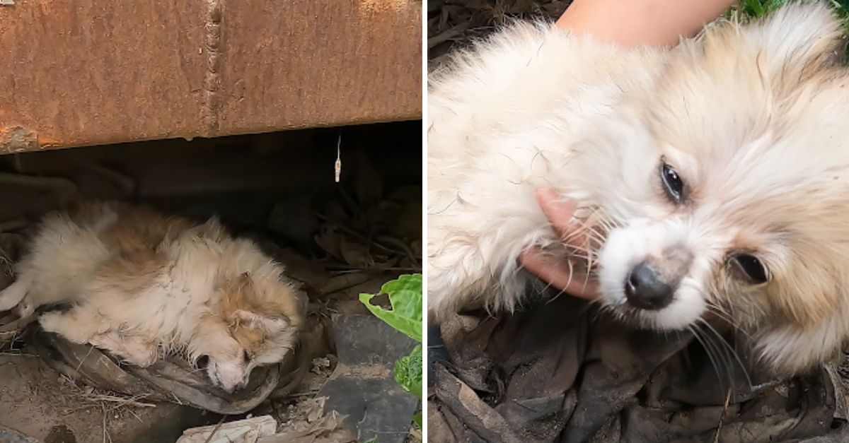 Alone and unconscious, the tiny puppy waited for a mother who never came—until love brought him back to life.