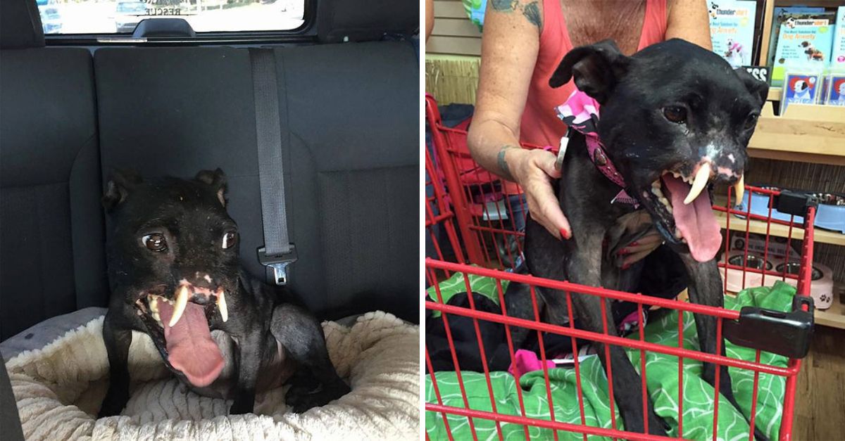 Despite the scars and pain, this brave dog wags his tail with endless hope, showing that true spirit never fades.