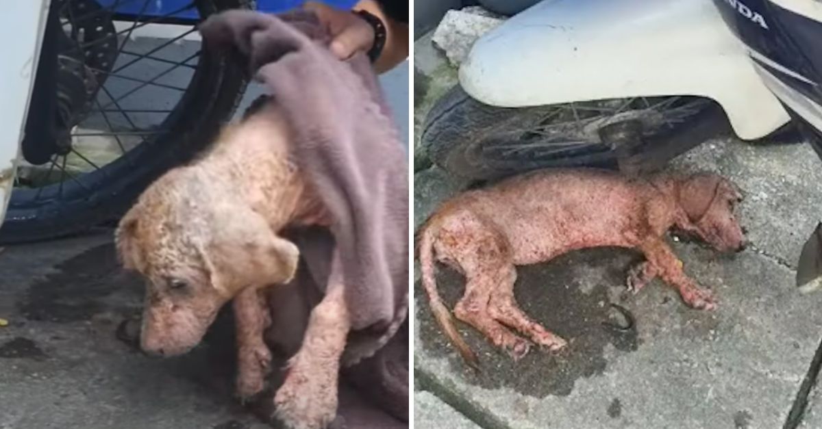 The tiny puppy trembled in the corner, its broken cries echoing the deep sadness of a soul abandoned too soon.