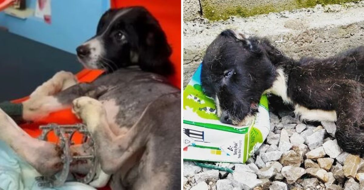 De regreso del abismo: un perro revive con esperanza gracias al milagro del amor humano