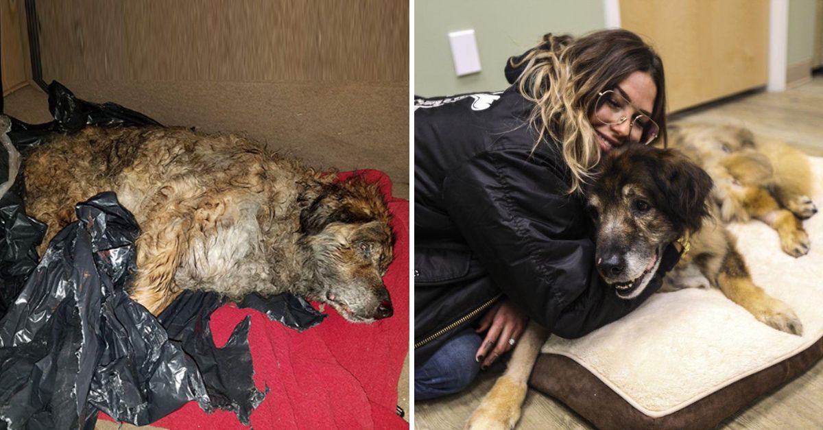 Justo a tiempo: Rescata a un perro anciano abandonado en una bolsa, dándole una última oportunidad de amor