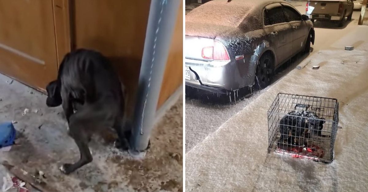 Un anciano, conmovido por un débil llanto, rescató a una cachorrita abandonada en una jaula bajo la tormenta de nieve.