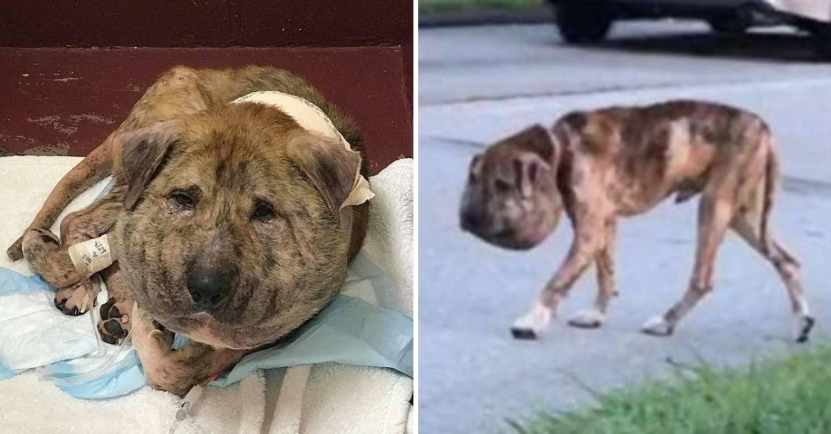 ¡Ay, pobre perrito! Con la cabeza hinchada y el alma rota, vagaba solo soportando un dolor que nadie veía.