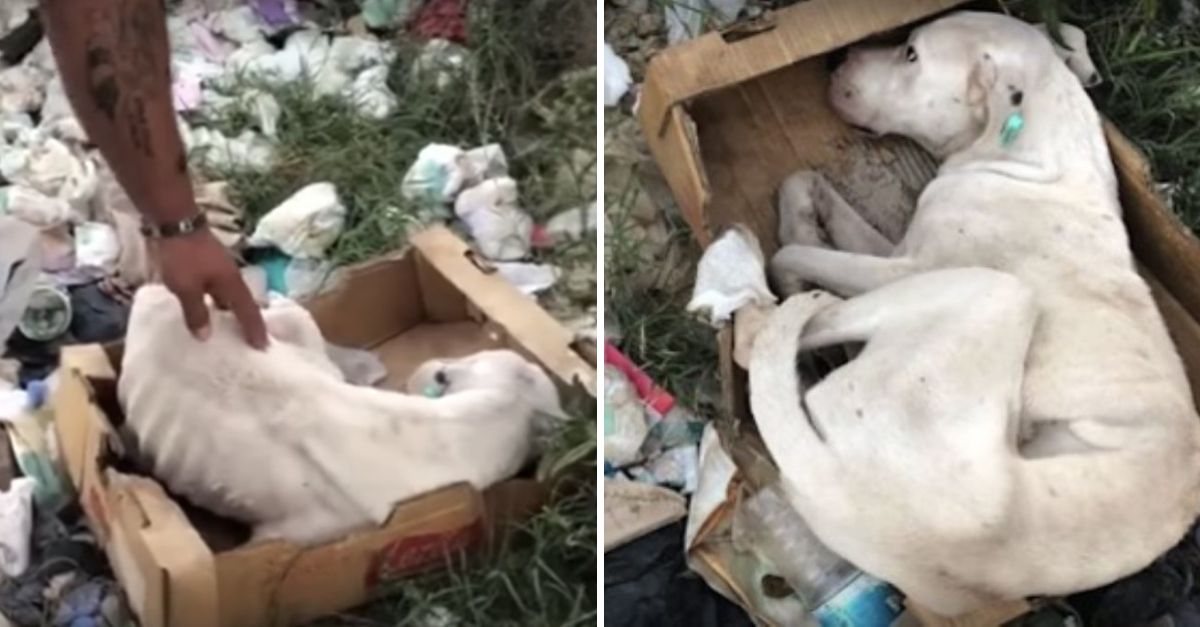 Aterrorizado y solo, el pequeño perrito se escondió entre los escombros, luchando por aferrarse a la vida que aún le quedaba.