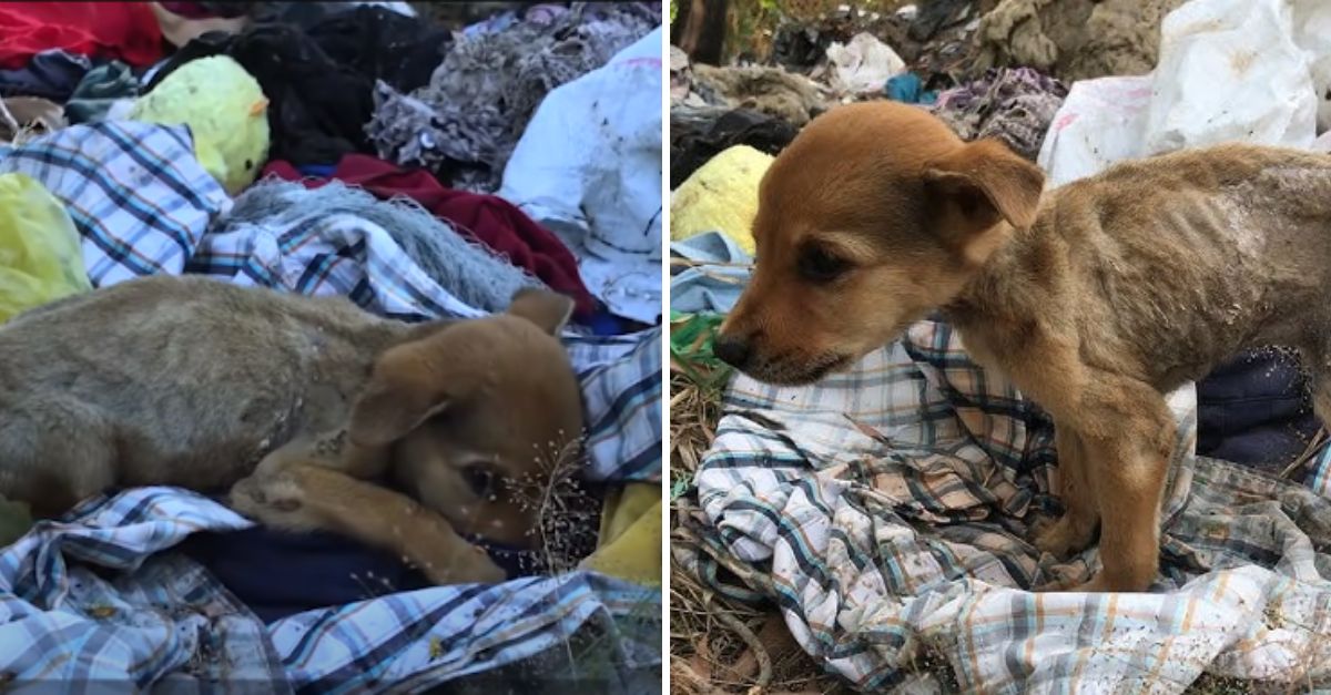 “Oh No, Poor Soul” – Fragile Dog Found Abandoned in Trash Can Still Clings to a Fading Hope