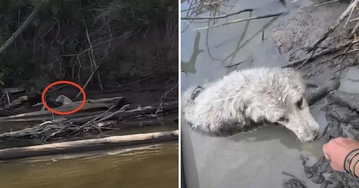 While canoeing across Canada, a New Zealand adventurer became a hero, pulling a drowning dog from the icy river to safety.