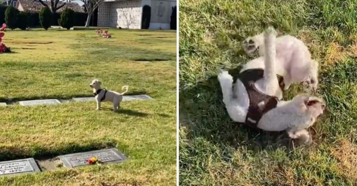 With no guidance, the dog found Grandma’s grave, sat in silence, and brought everyone to tears with his quiet love.