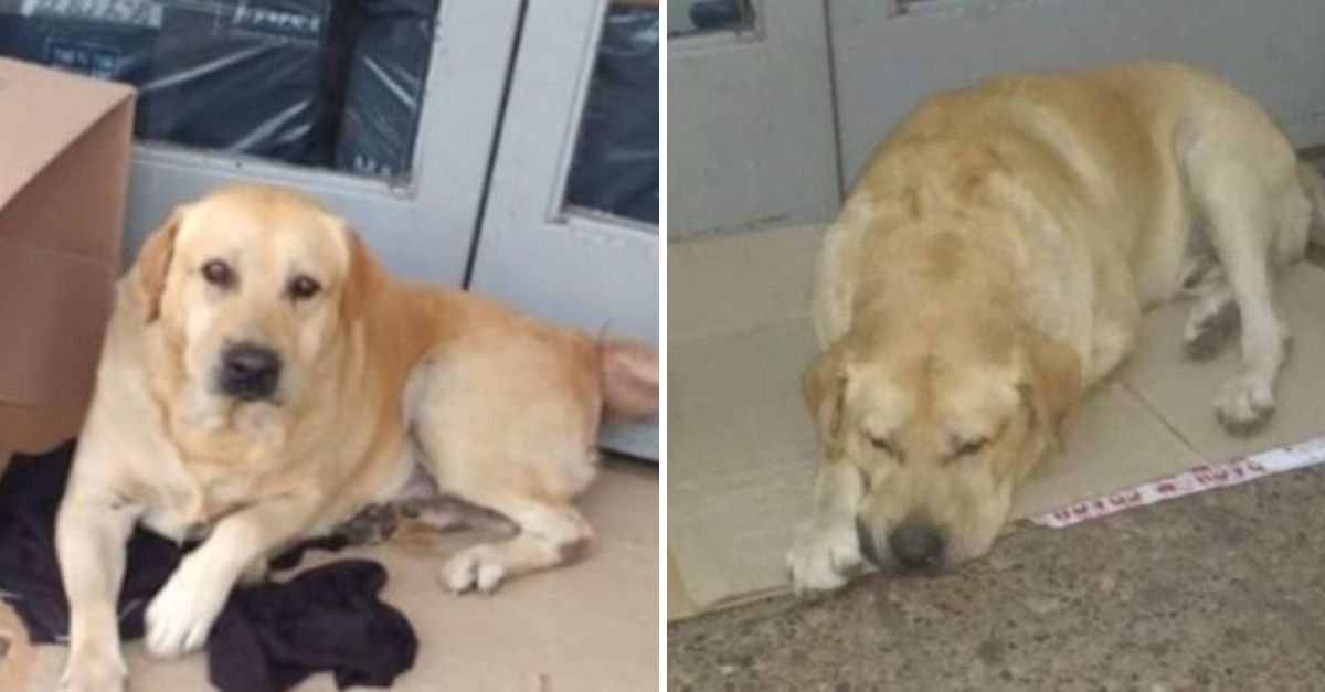 Bajo la fría intemperie, el leal labrador aguarda, con el corazón lleno de amor, a quien ya no podrá abrazarlo jamás. ¿Te gustaría también una versión aún más emotiva?