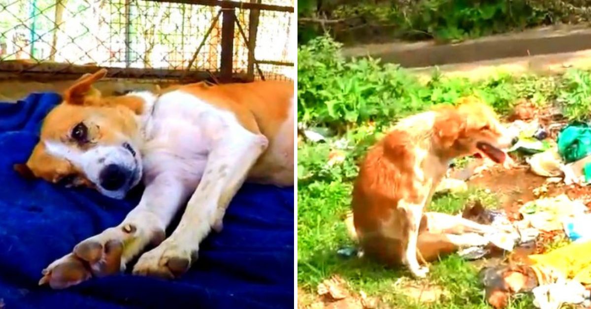 Con ojos llenos de dolor, el perrito paralítico temblaba y gruñía, sin saber que por fin llegaba el amor.