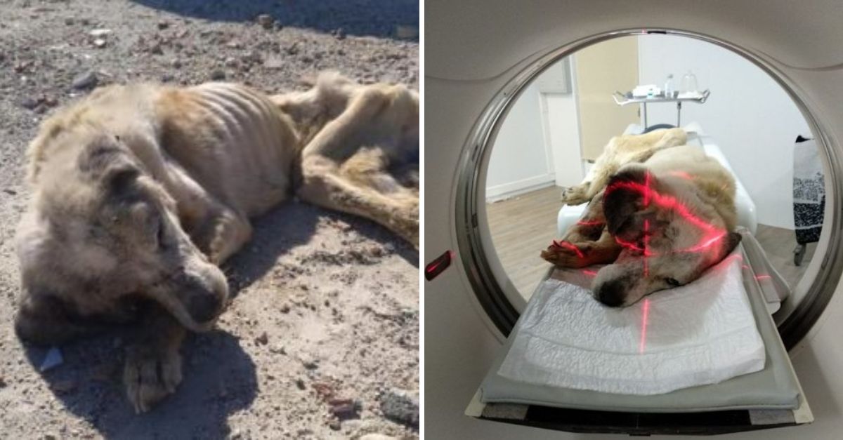 Against all odds, Ragnar, frail and starving, clung to life, his heart ignited with hope as he found the warmth of love in his rescue.