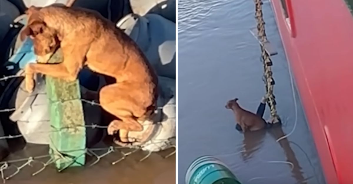 Perro aferrado a una valla de alambre de púas en un puerto marítimo fue rescatado por la tripulación de un barco.