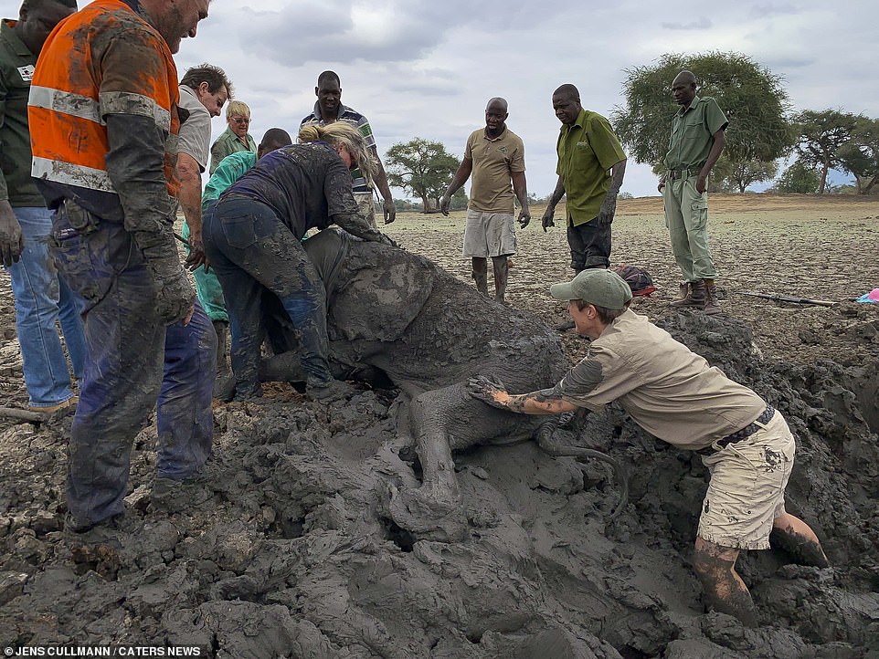 Two Orphaned Baby Elephants, Trapped in a Muddy Waterhole, Are Rescued After Hours of Struggle in Zimbabwe