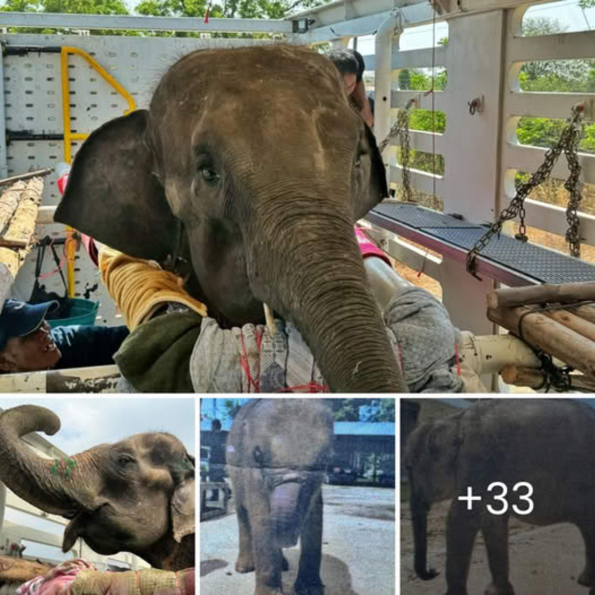 Resilience and Renewal: How Namthip Found Peace at Elephant Nature Park ‎