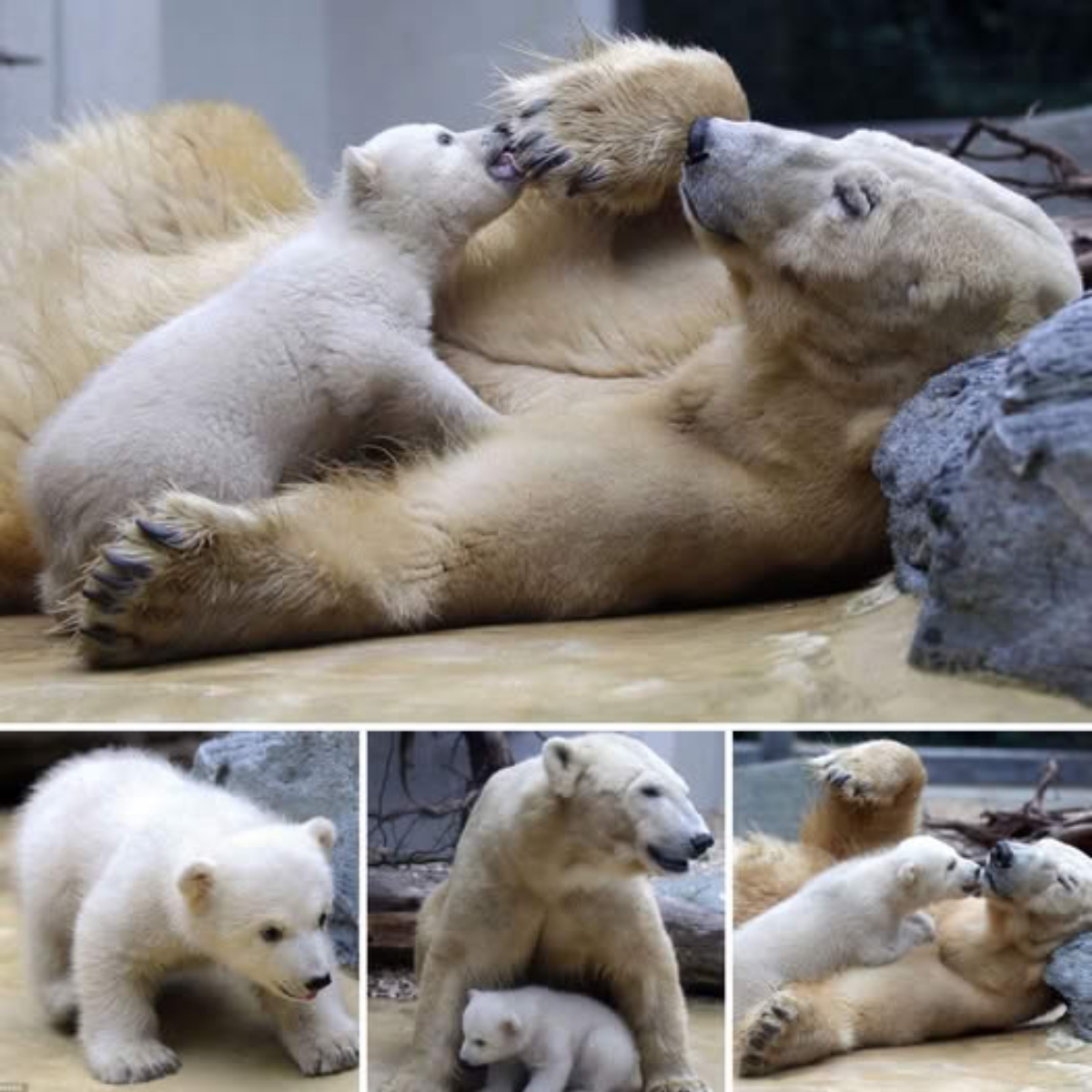 Meet the new Knut: Zoo crowds marvel at polar bear who might be even cuter while playing with mom
